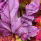 Autumn Leaves Cushion Cover trendyhome-pk